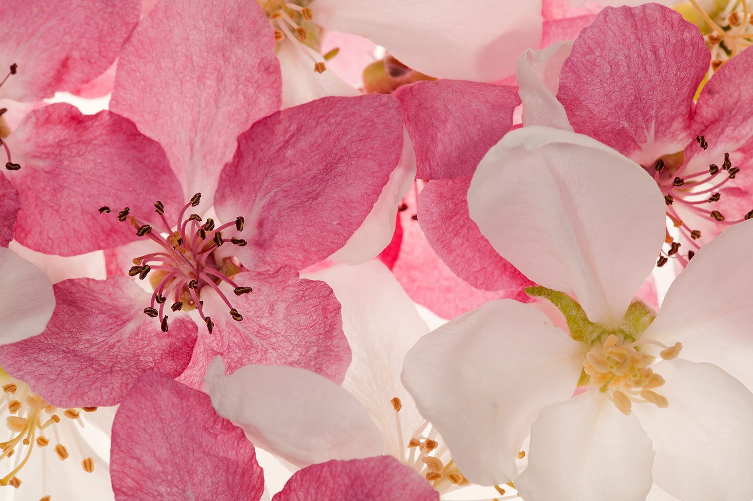 Apple Blossom, Rebel Walls