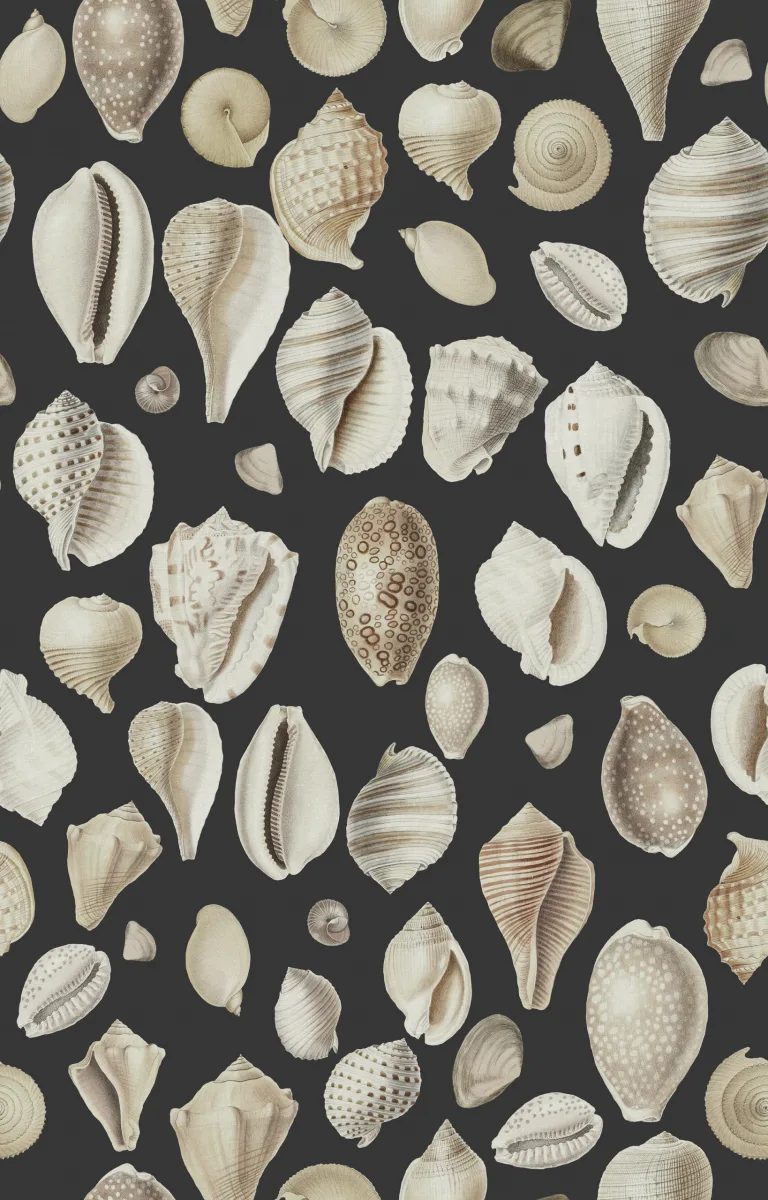 Ocean Shells, Graphite, Rebel Walls