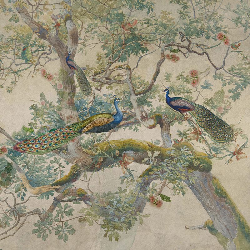 Eden Peacock, VLAdiLA