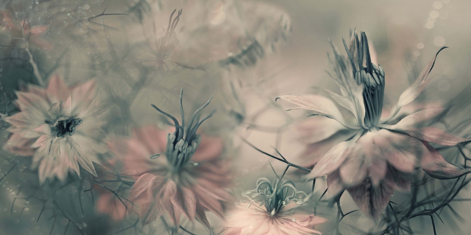 Vintage Blossoms, Rebel Walls