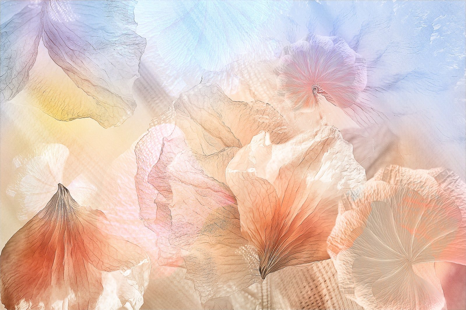 Pastel Petals, Rebel Walls