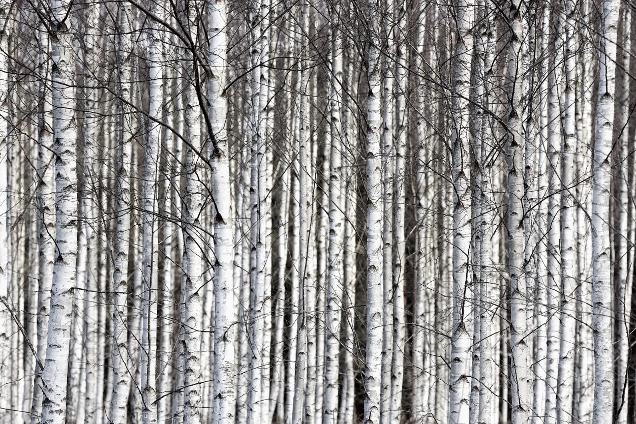 Birch Trunks, Rebel Walls
