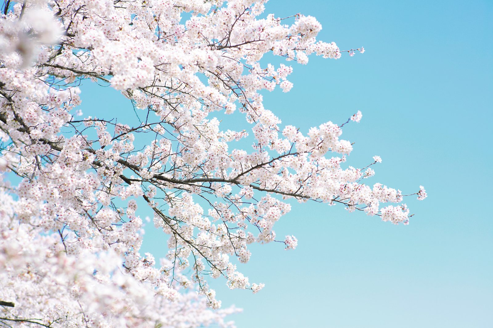 Cherry Tree, Rebel Walls