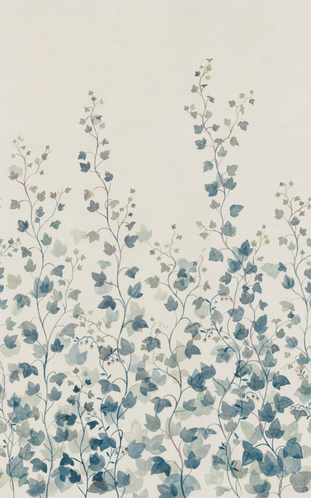 Ivy, Blue, Sandberg