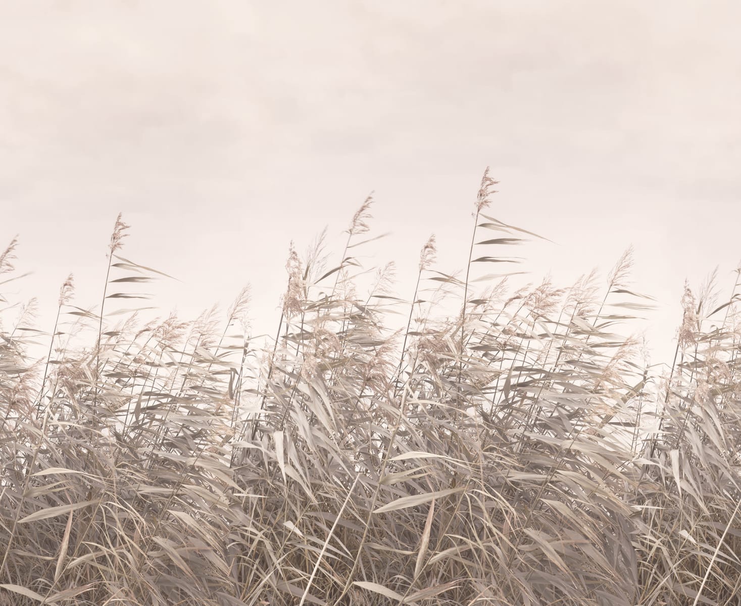 Dreamy Reed, Pink, Rebel Walls