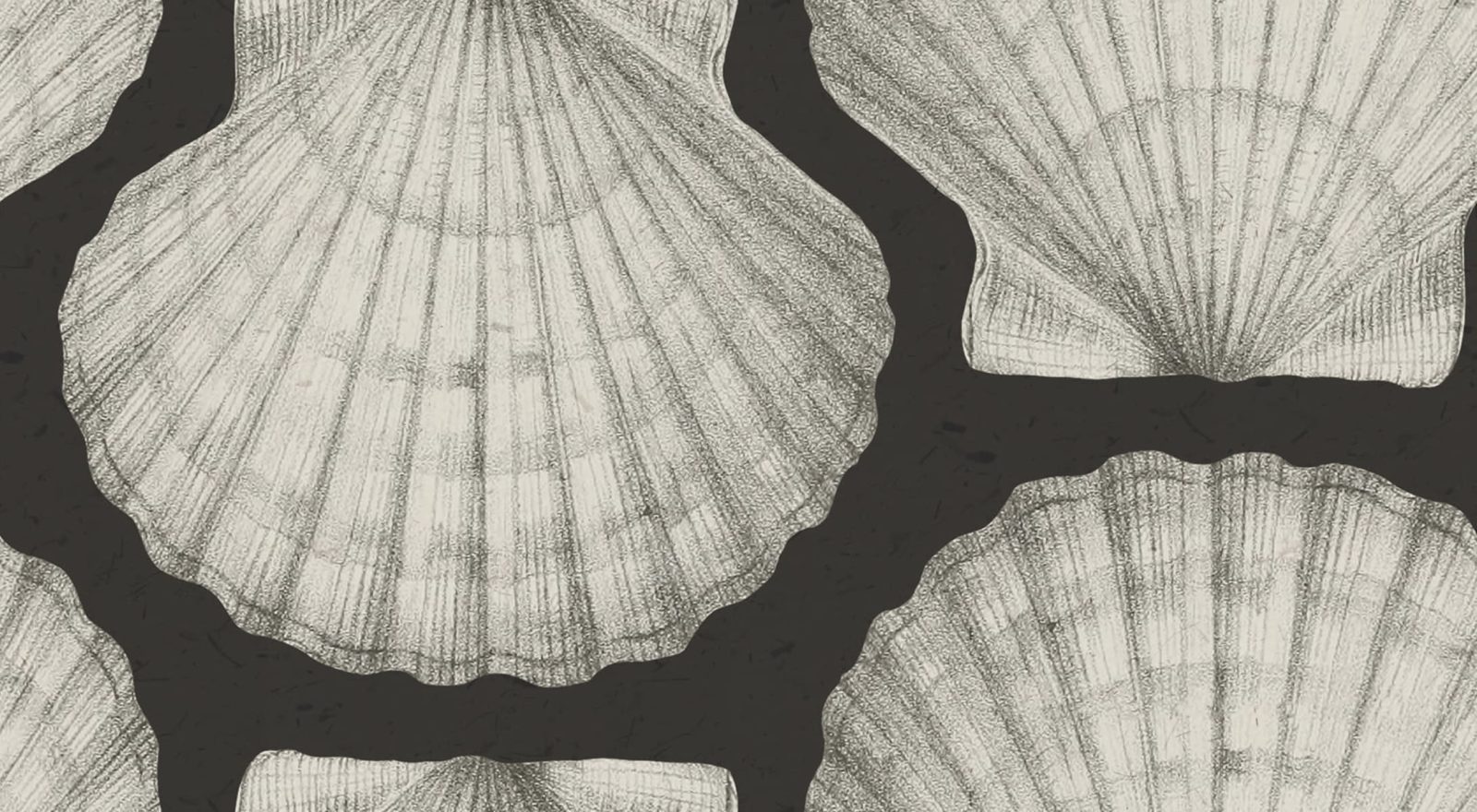 Shells, Graphite, Rebel Walls