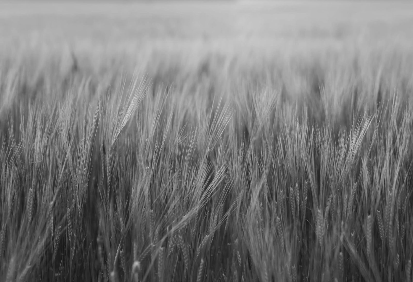 Rye Field, Black & White, Rebel Walls
