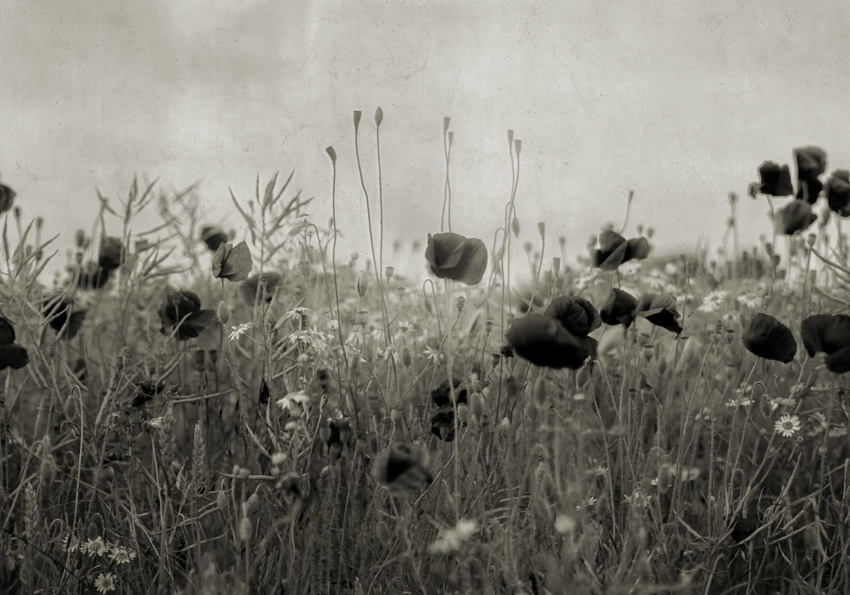 Poppy Field, Vintage, Rebel Walls