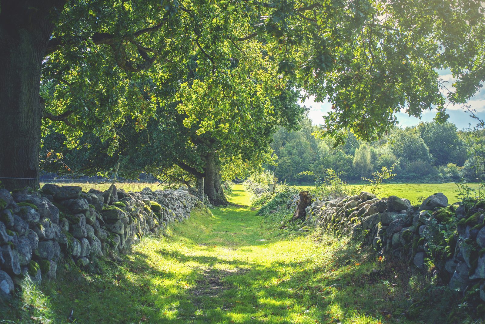 Early Summer, Rebel Walls