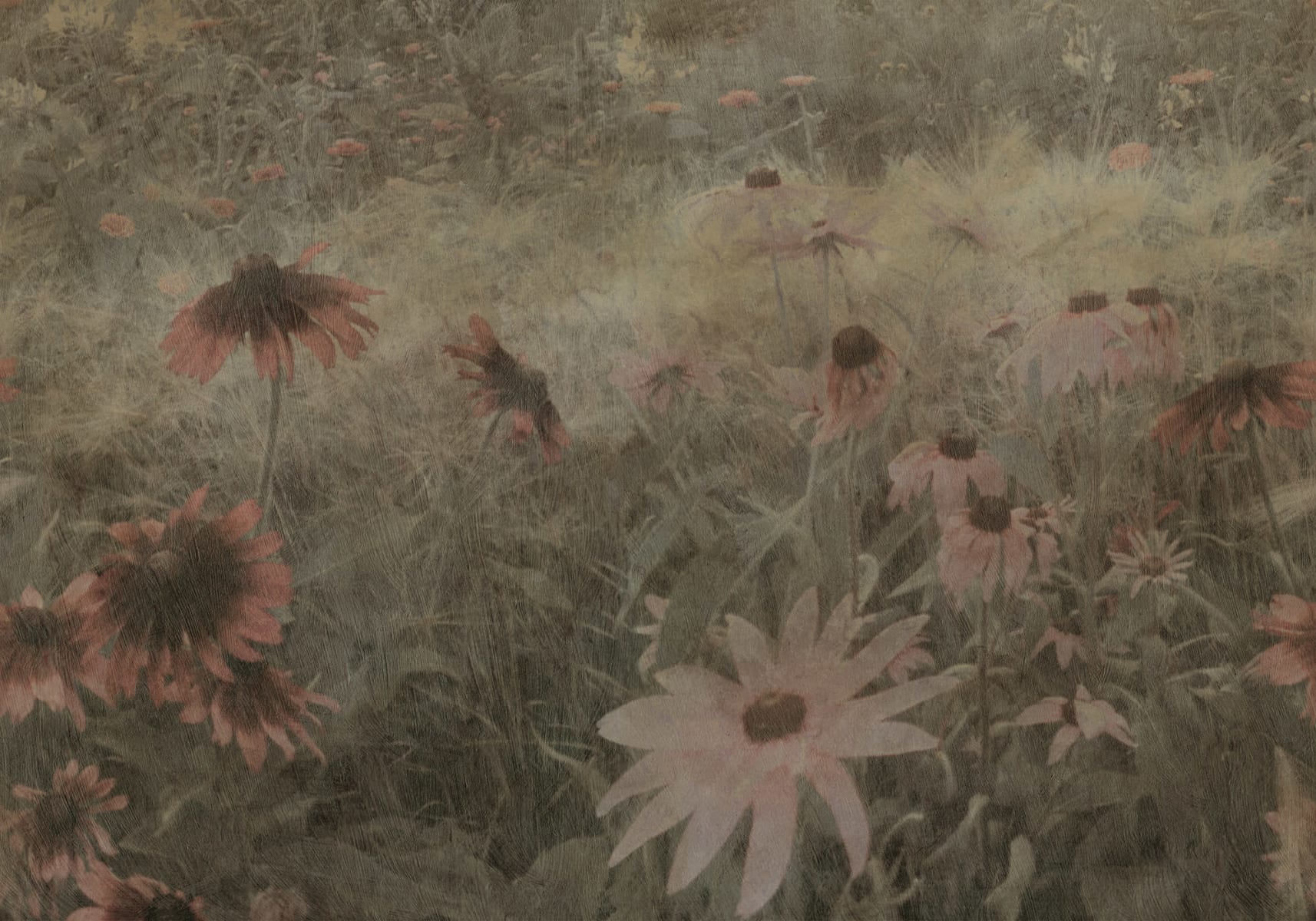 Dreamy Rudbeckia, Pink, Rebel Walls