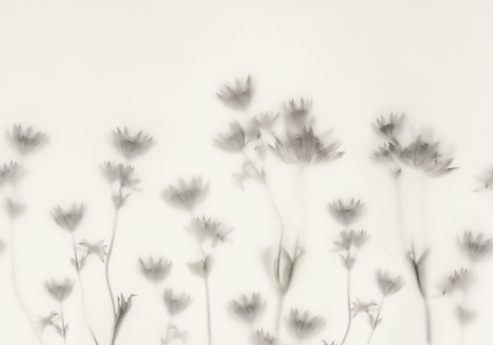Astrantia, Black & White, Rebel Walls