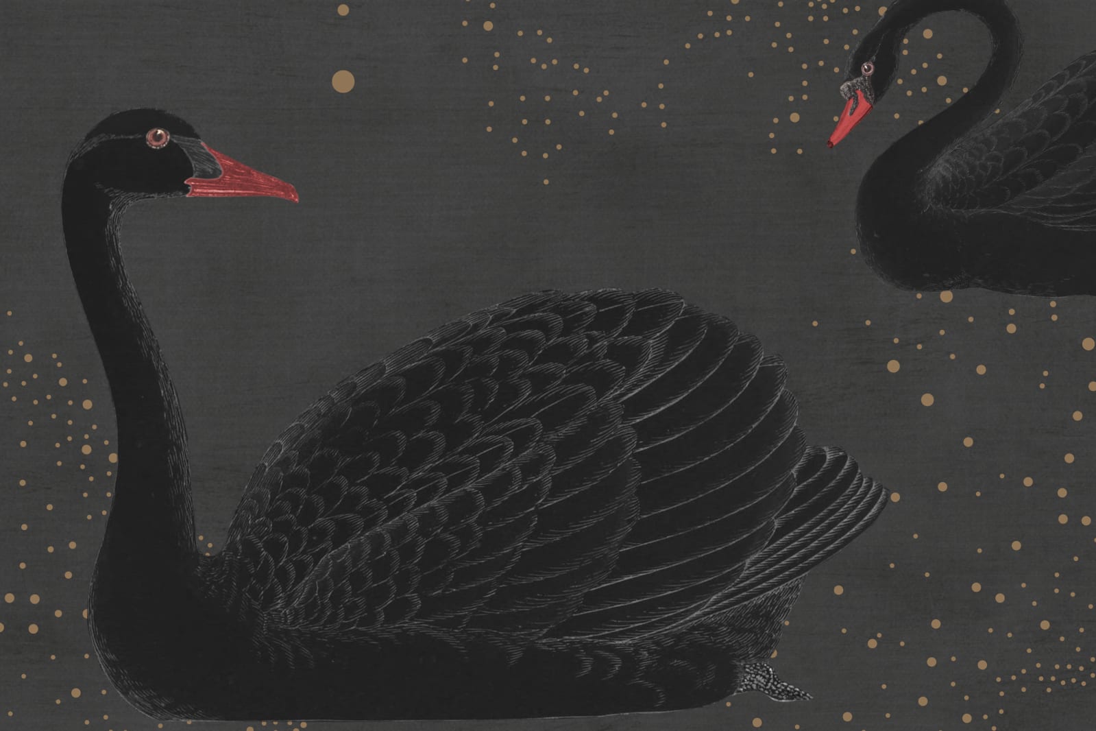 Cygne, Noir, Rebel Walls 4