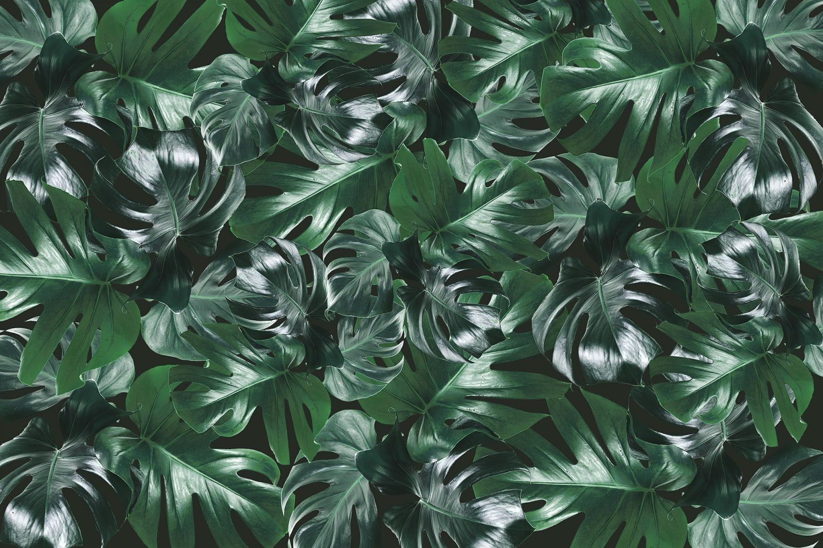 Welcome To The Jungle, Authentic, Rebel Walls