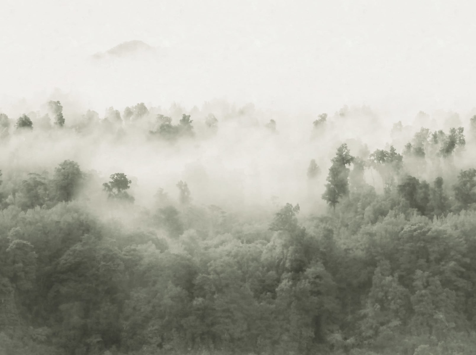 Misty Woodland, Light Green, Rebel Walls