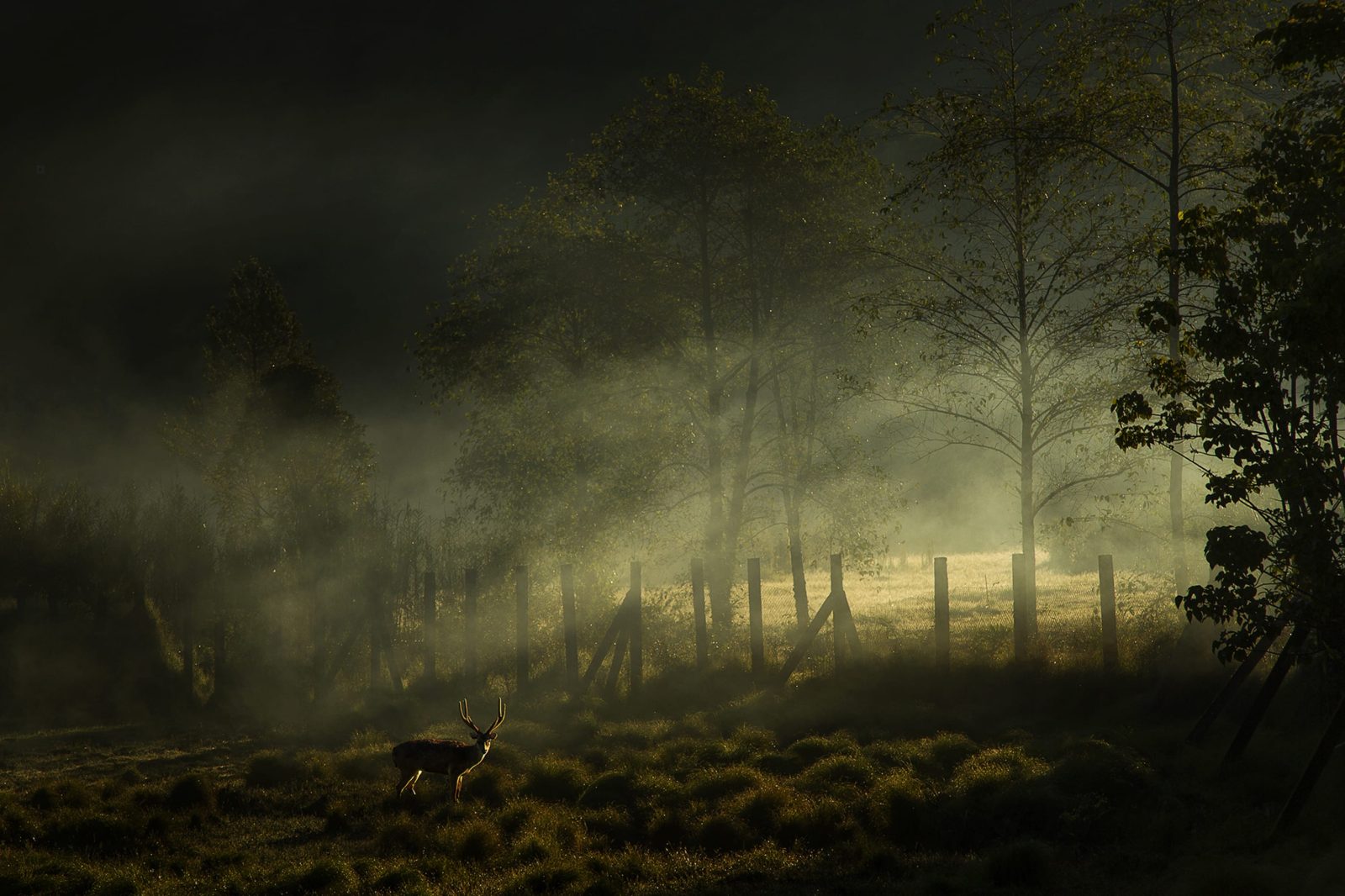 Oh My Deer, Rebel Walls