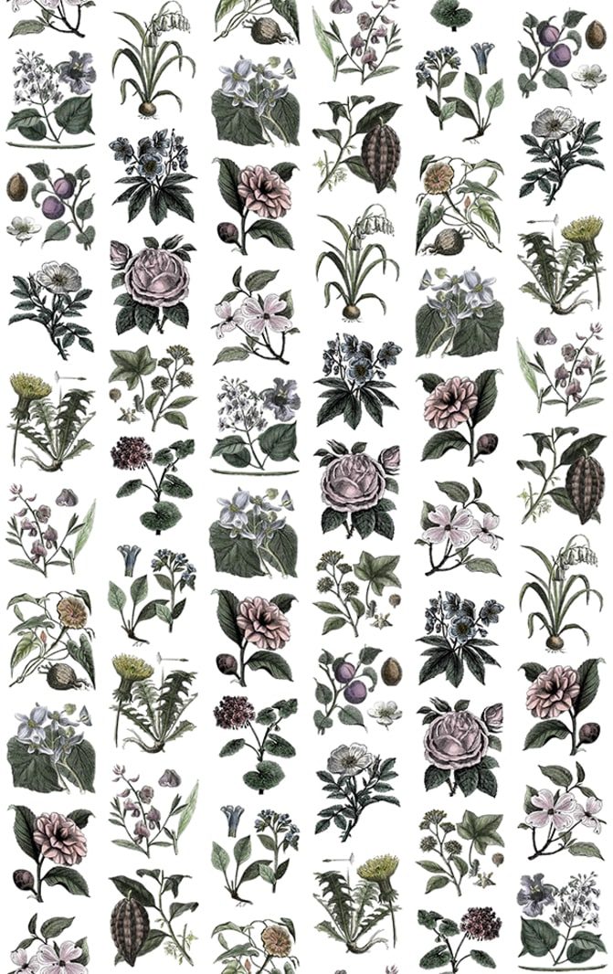 Fruit & Flora, Color, Rebel Walls
