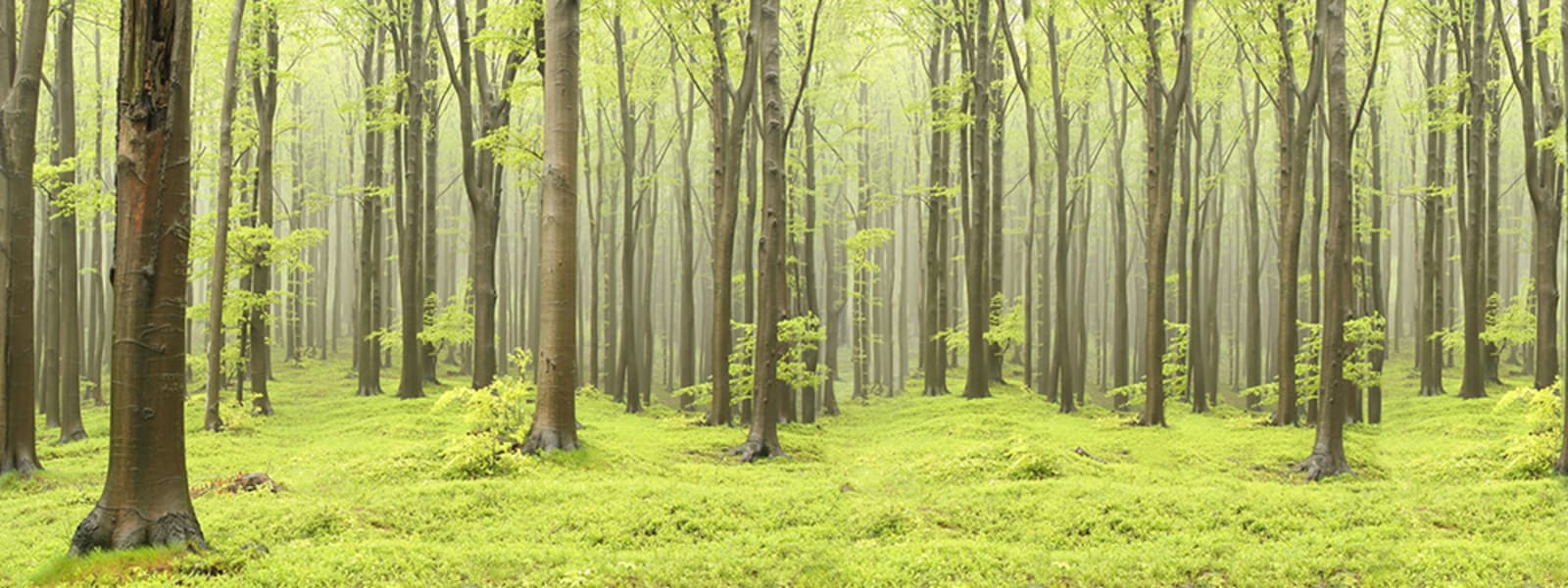 Deciduous Forest, Rebel Walls 3