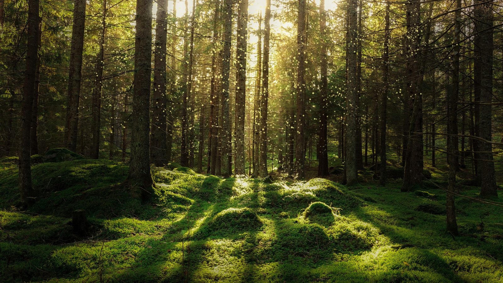 Forest Bath, Rebel Walls