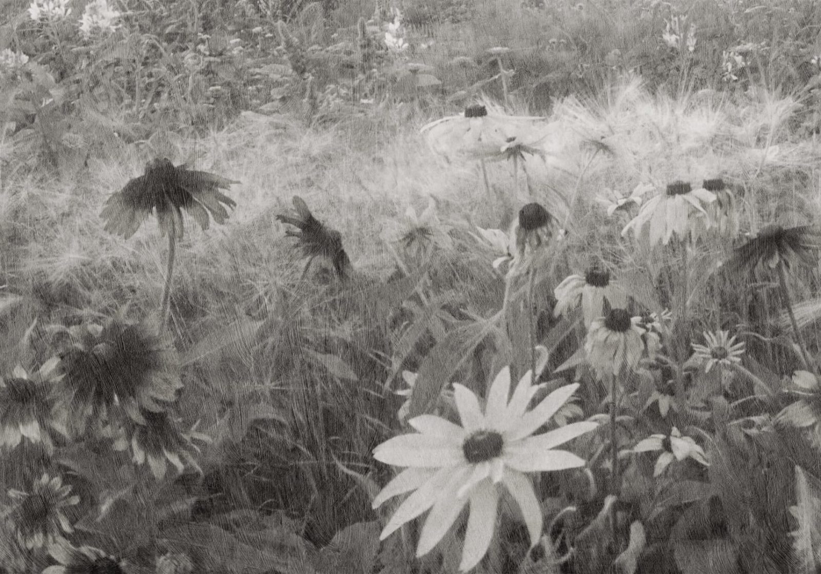Dreamy Rudbeckia, Black & White, Rebel Walls