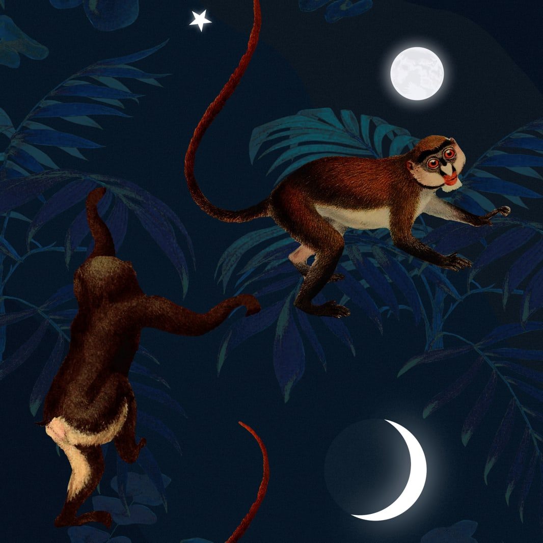 Space Monkey, Rebel Walls 7