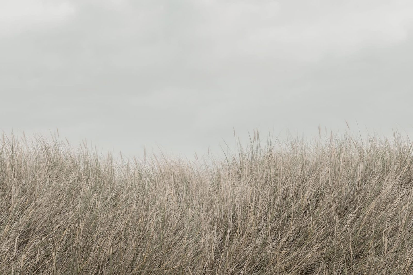 Scandinavian Reed, Beige, Rebel Walls