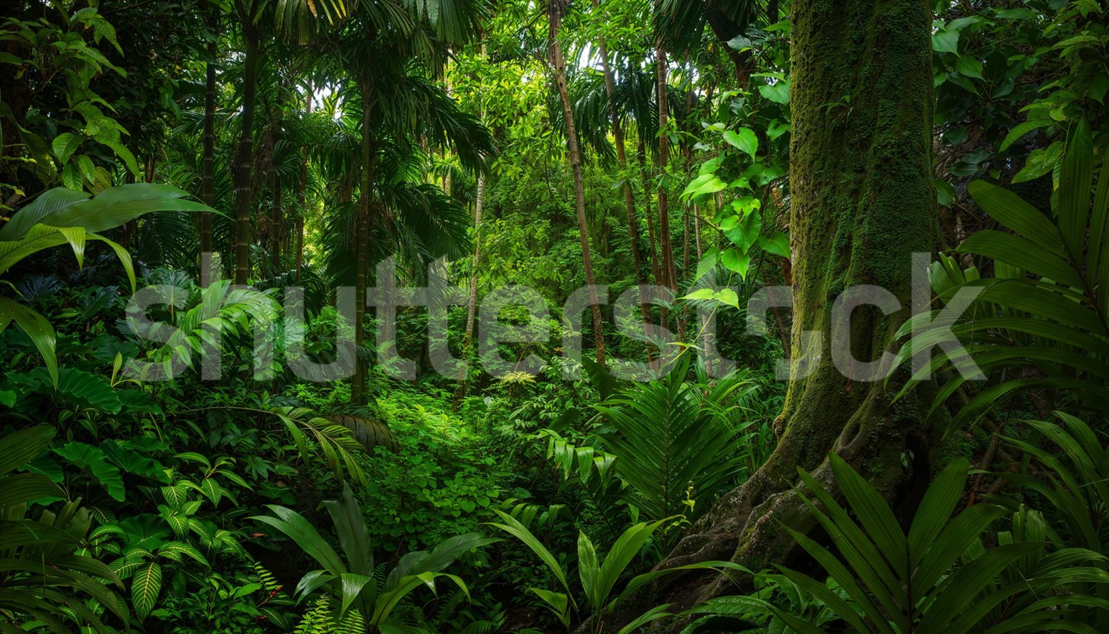 Tropical Landscape, Green, Rebel Walls