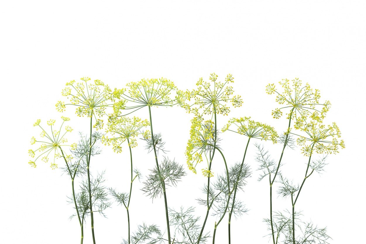 Crown Of Dill, Rebel Walls
