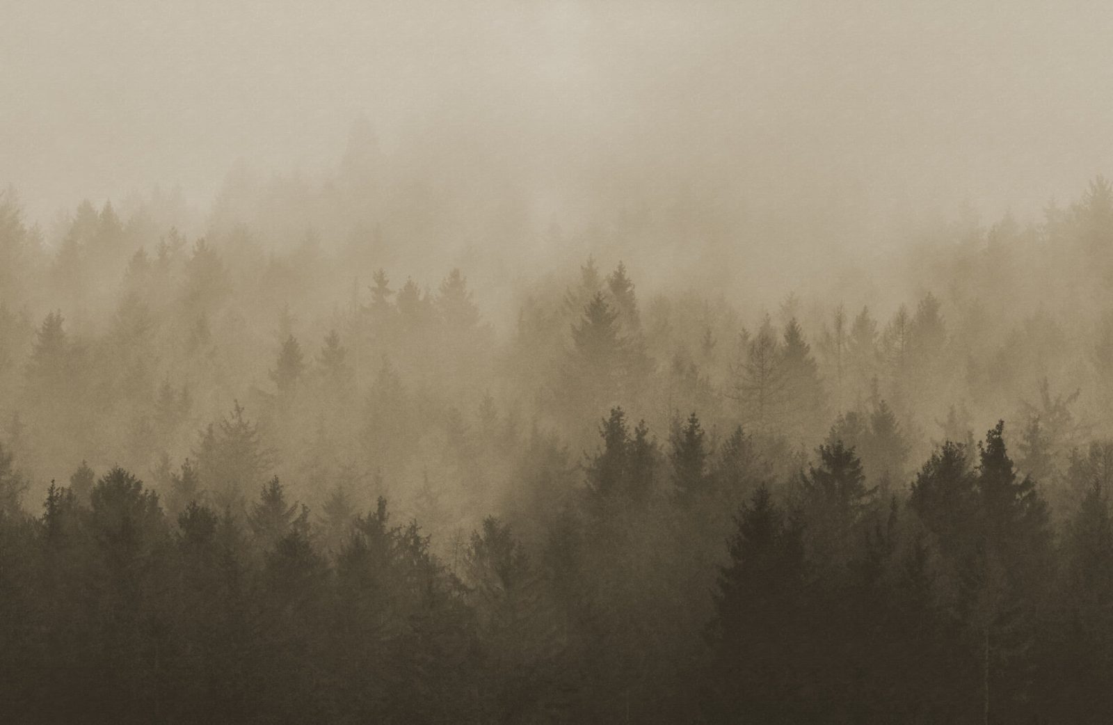 Cloudy Forest, Brown, Rebel Walls