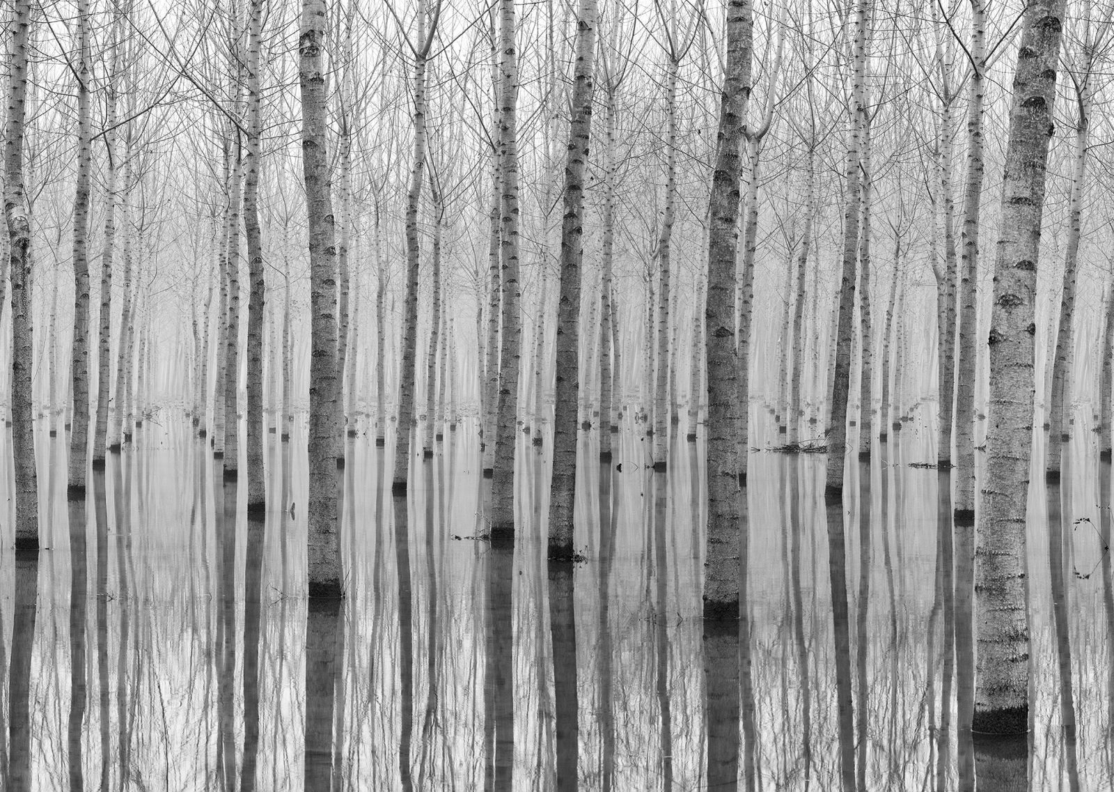 Birch Echo, Rebel Walls