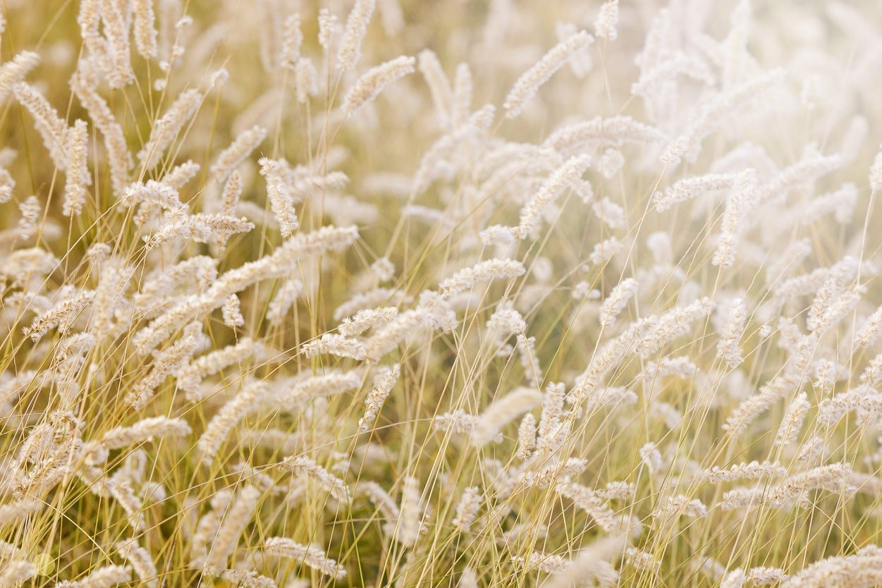 Lay in the Hay, Rebel Walls