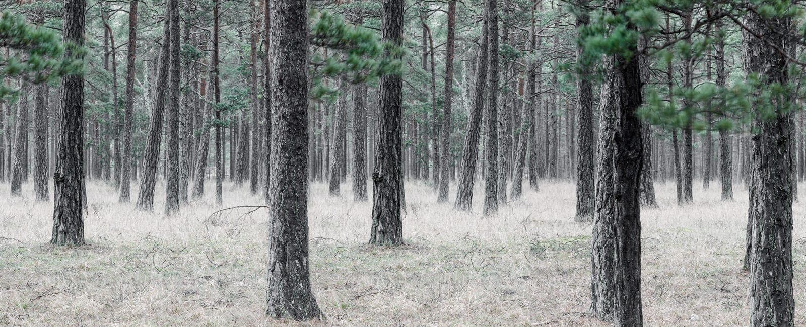 Pine Forest, Rebel Walls