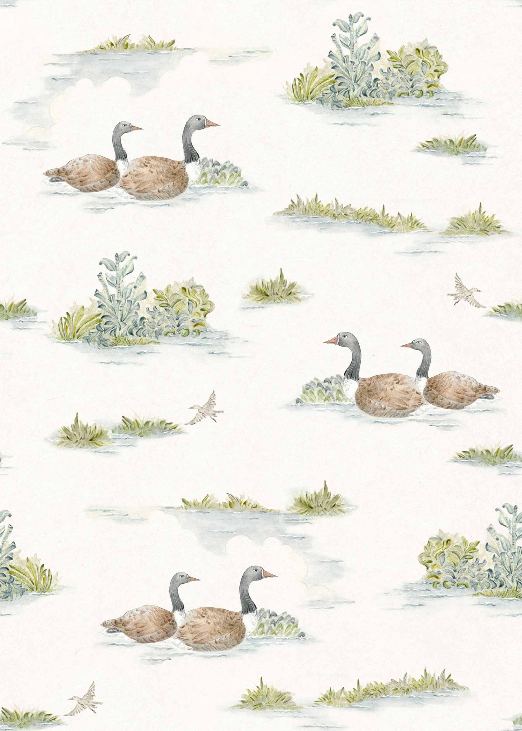 Mallard-Duck, Sage, Coordonne, 5mp / rola