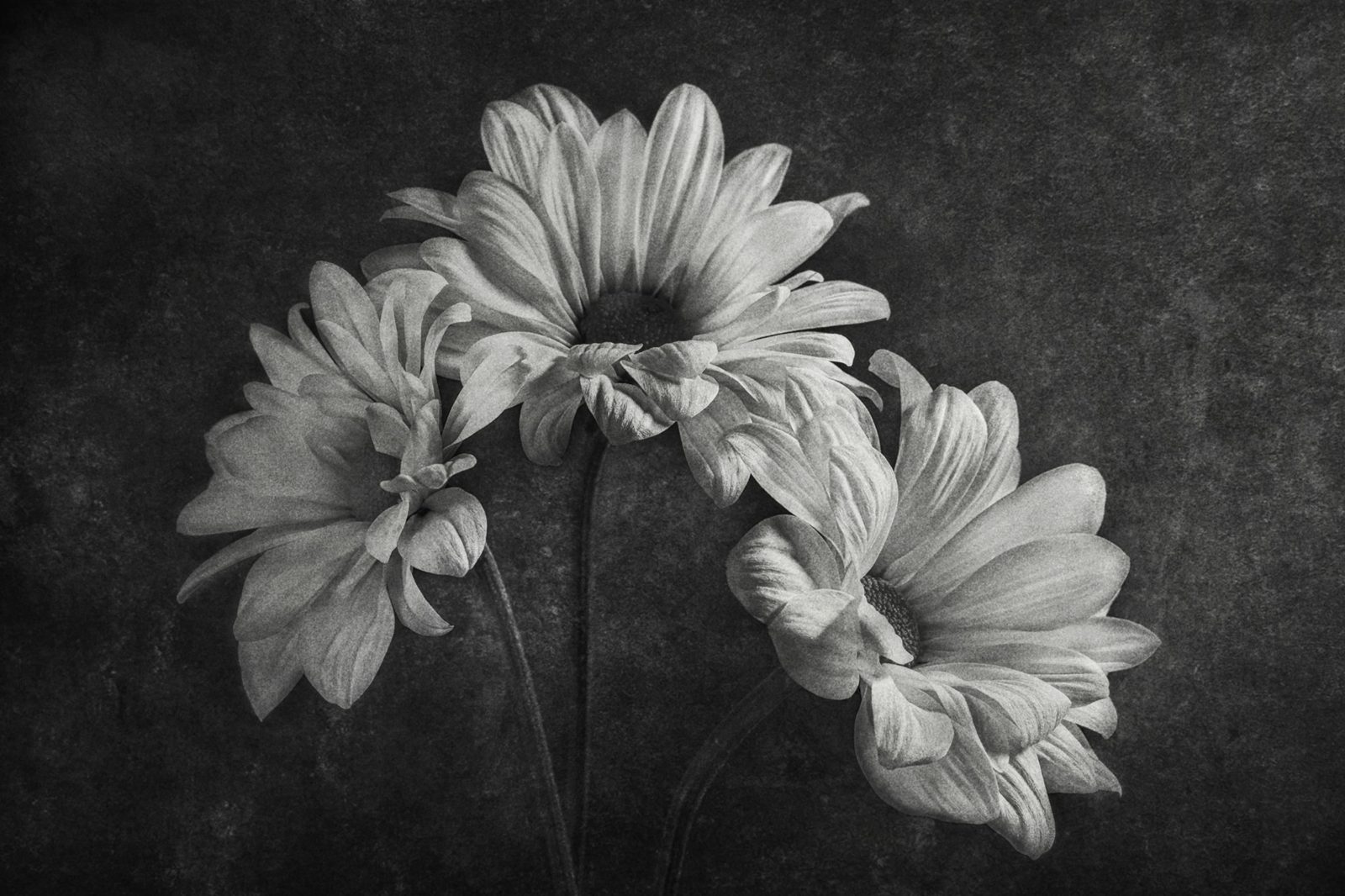 Graphic Flowers, Rebel Walls
