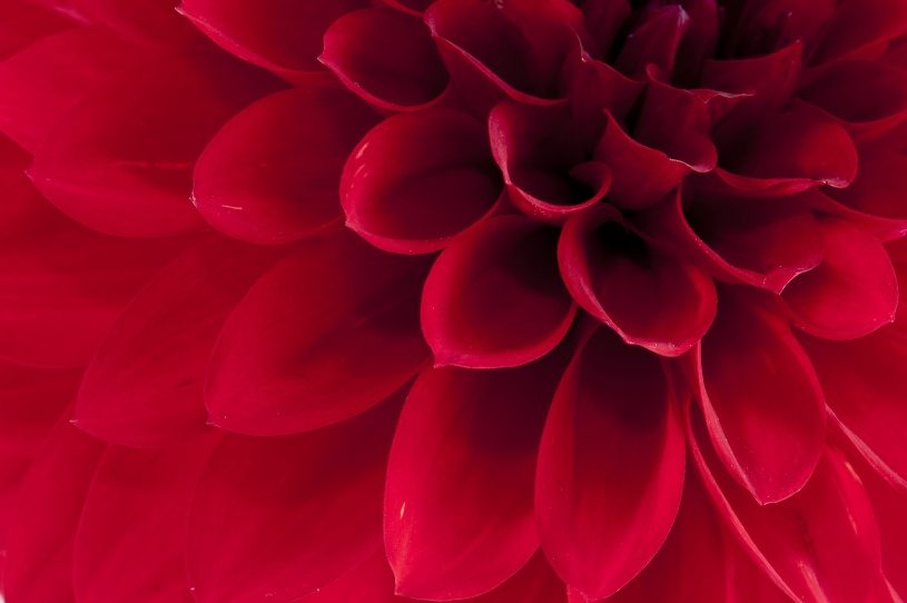 Dahlia, Rebel Walls