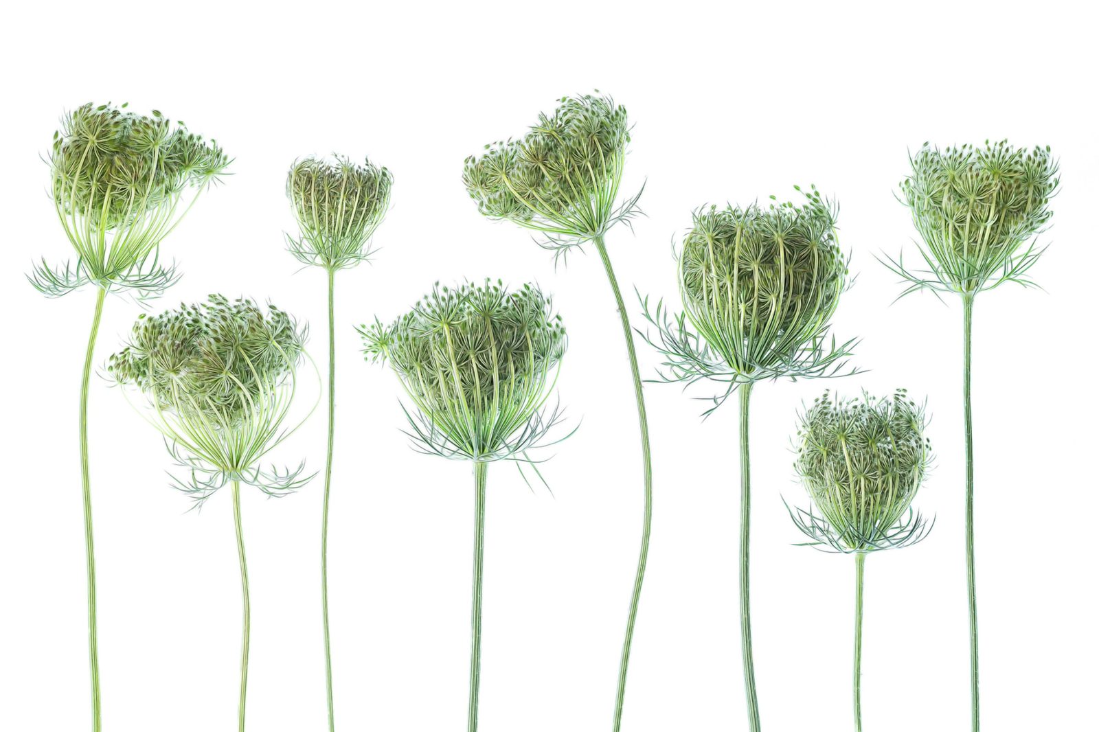 Wild Carrot, Rebel Walls