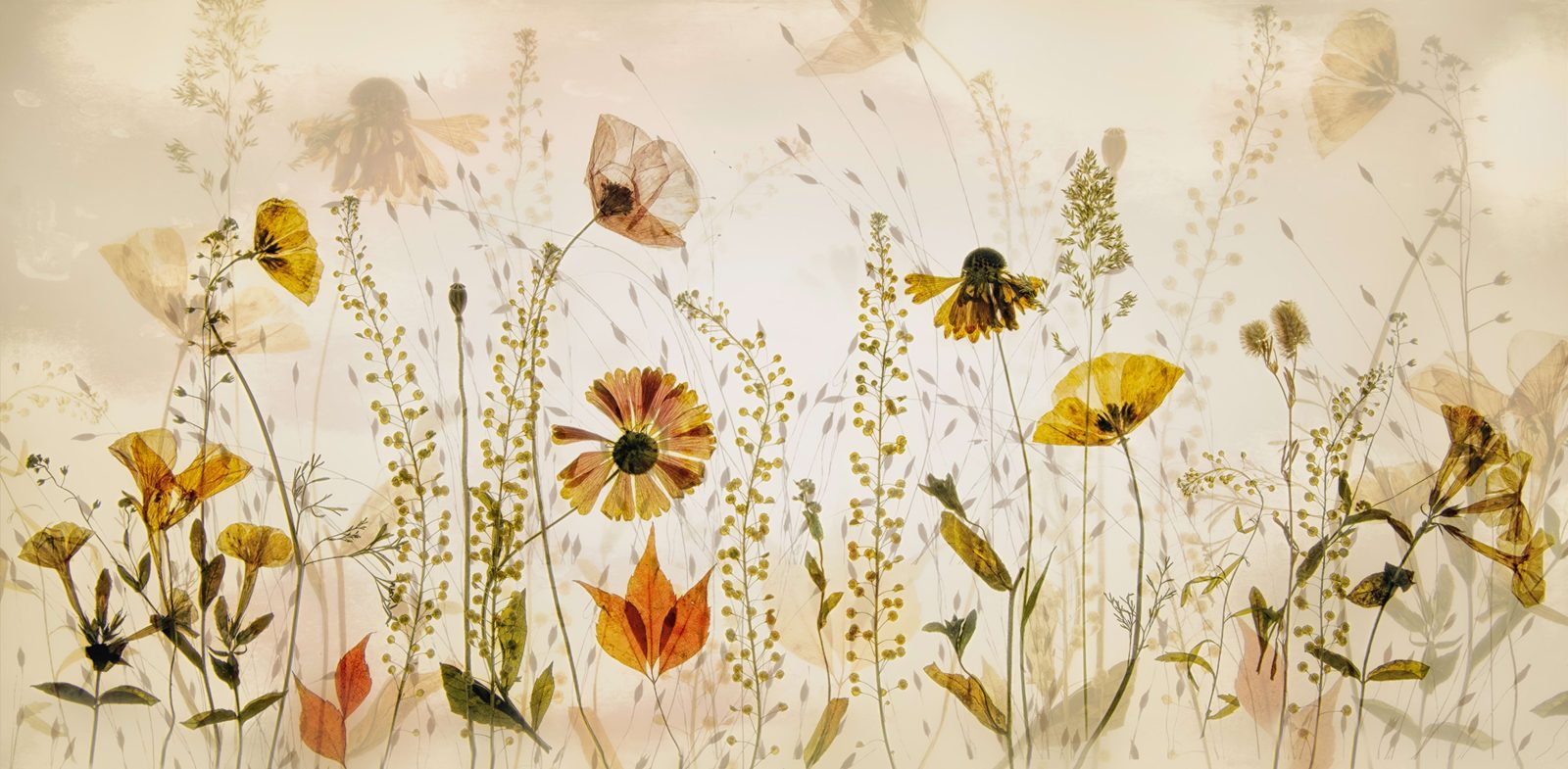 Midsummer Meadow, Rebel Walls