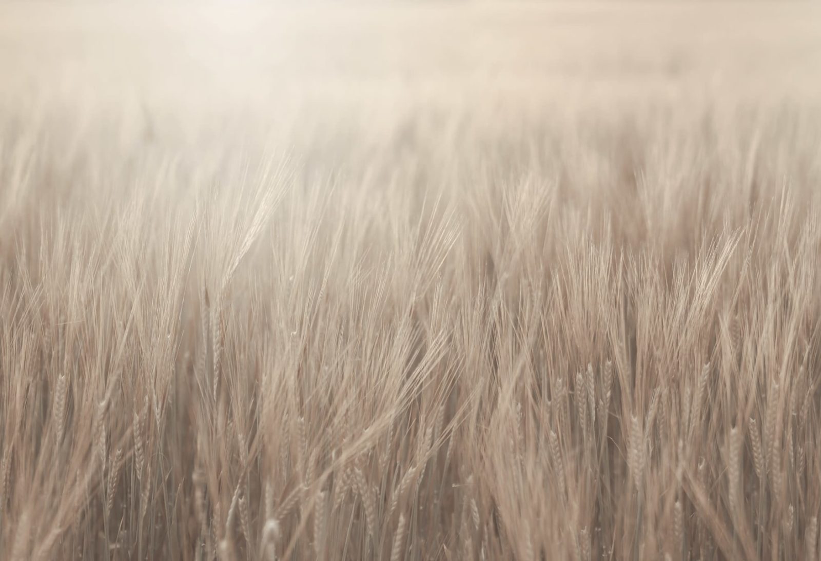 Rye Field, Beige, Rebel Walls