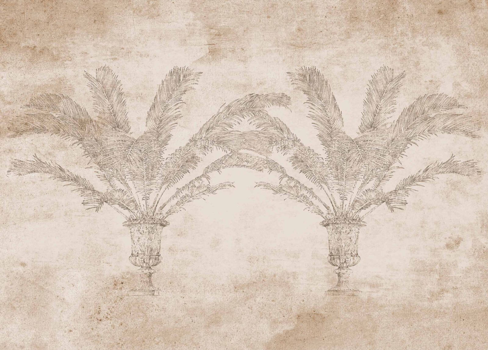 Palma, Papyrus, Coordonne