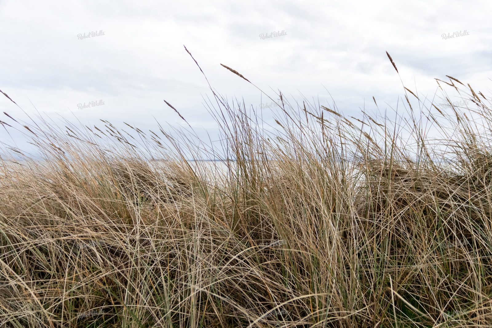 Reed, Rebel Walls