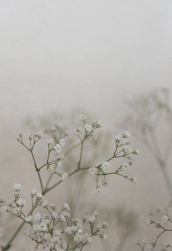 Julia Spring Green, Sandberg