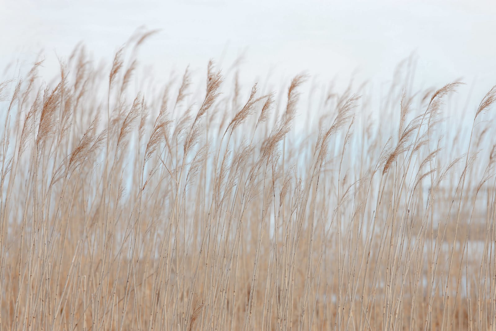 Swaying Reed, Rebel Walls