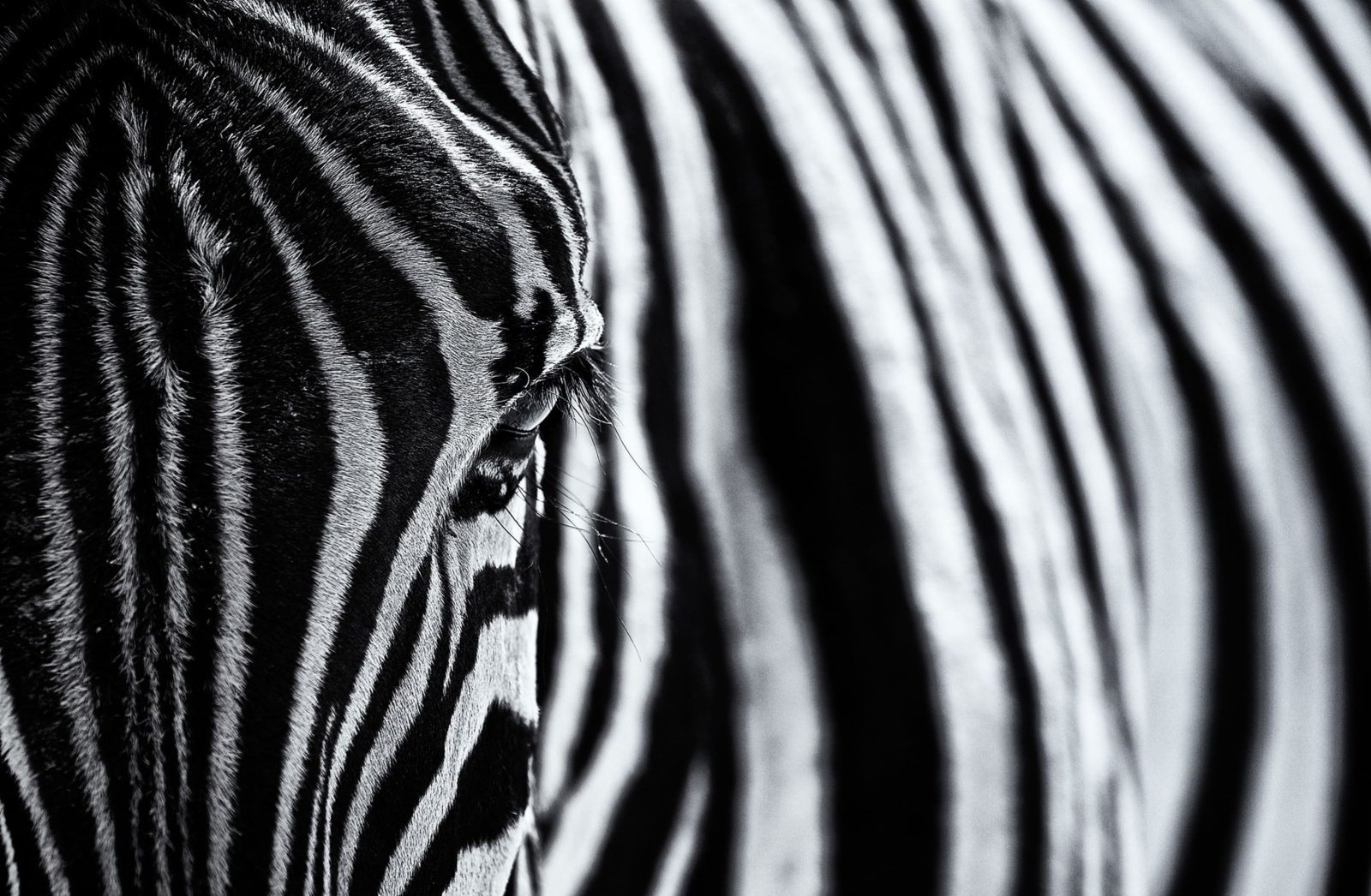 Close Up Zebra, Rebel Walls