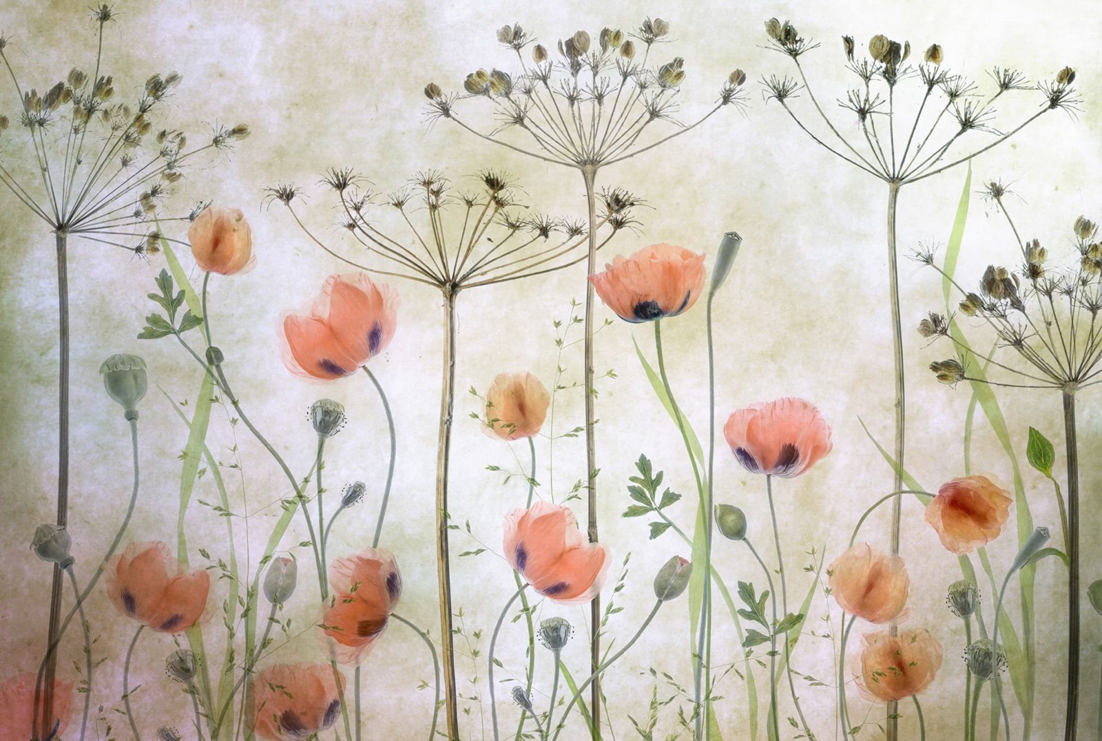 Poppy Meadow, Rebel Walls