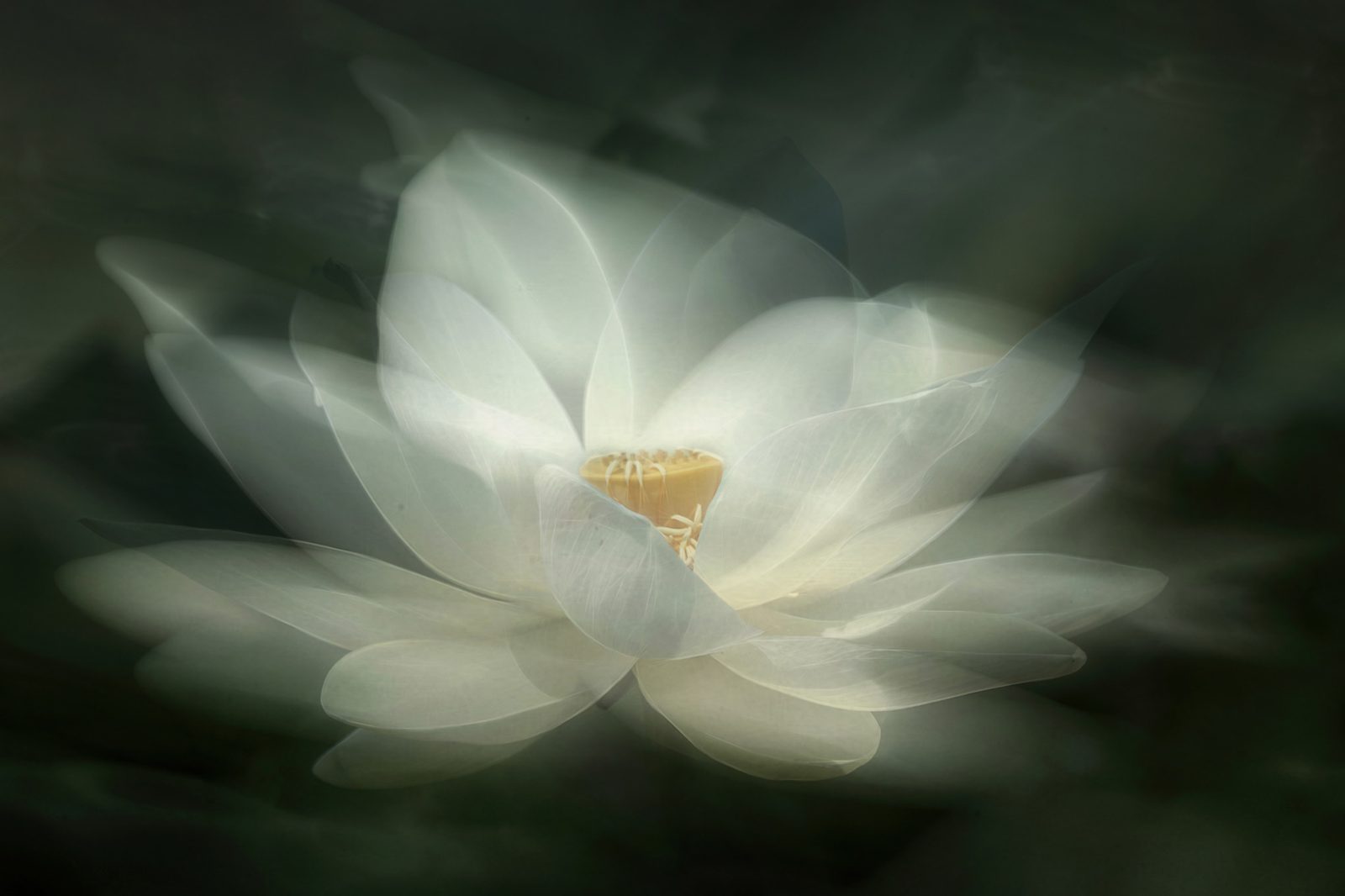 White Waterlily, Rebel Walls