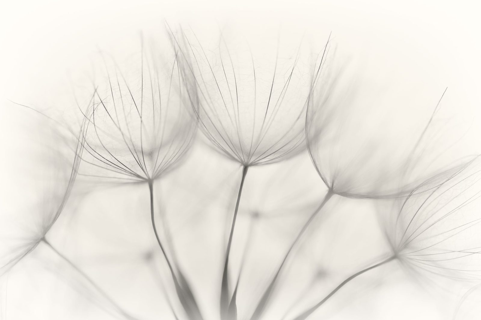 Soft Seeds, Rebel Walls