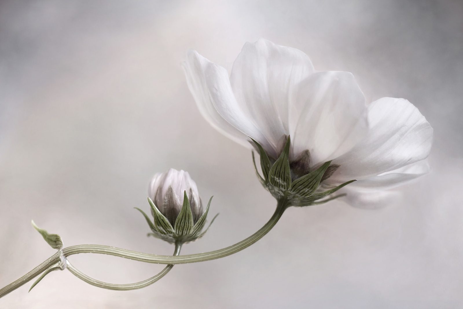 White Flower, Rebel Walls