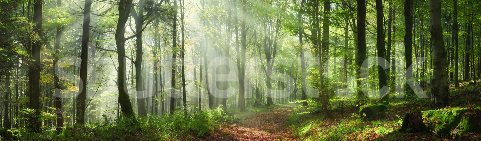 Summer Woods, Day, Rebel Walls