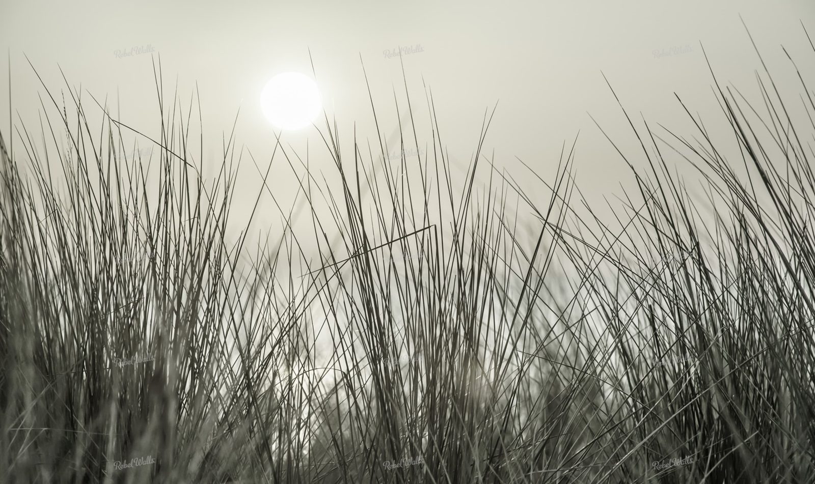 Coastal Reed, Rebel Walls