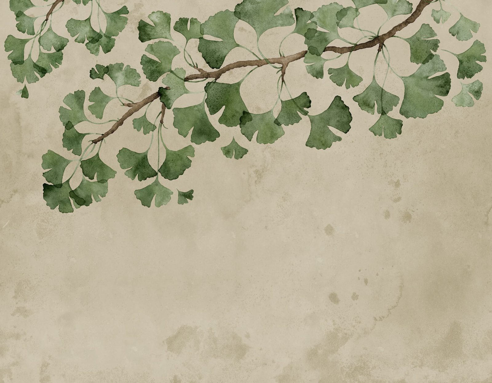 Maidenhair Tree, Green, Rebel Walls