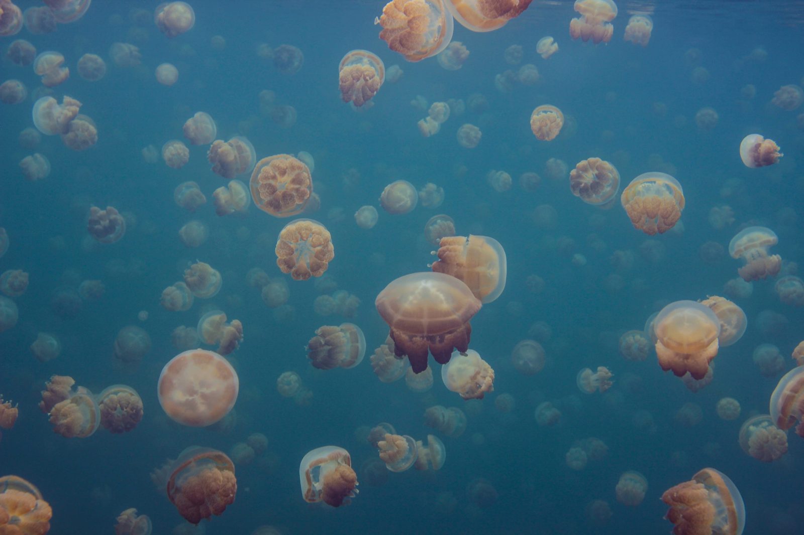 Smack of Jellyfish, Rebel Walls